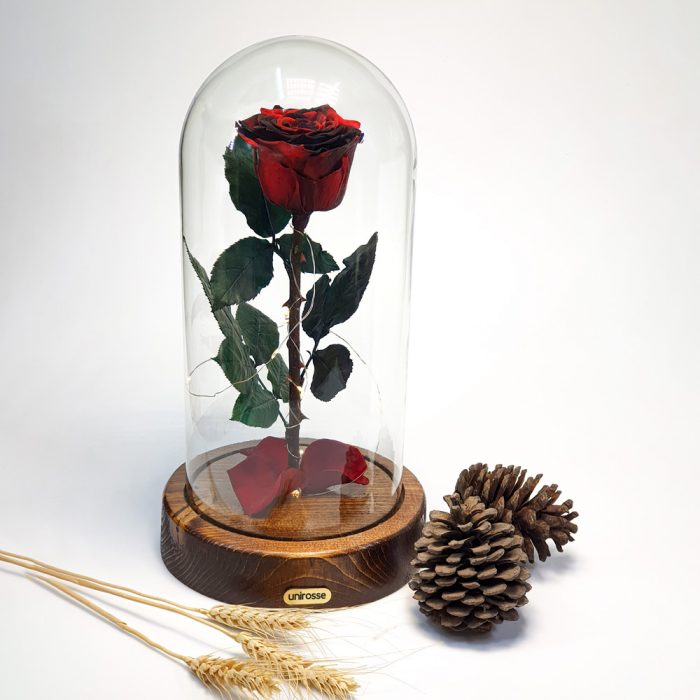 رز جاودان دیو و دلبر گل رز قرمز مشکی پایه چوبی - یونی رز